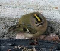 bird