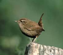 bird