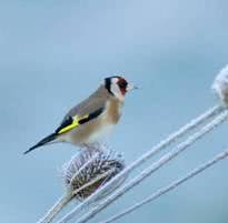 bird