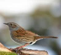 bird
