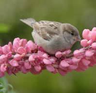 bird