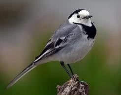 bird