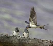 bird