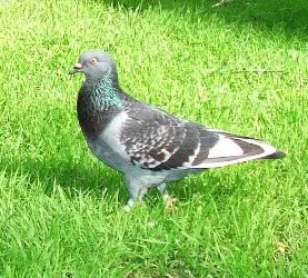 bird
