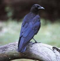 bird