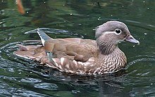 bird