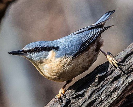 bird