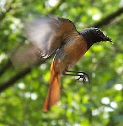 redstart