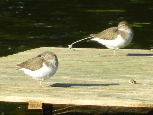 bird