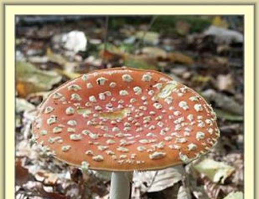 Fly agaric - Toxic