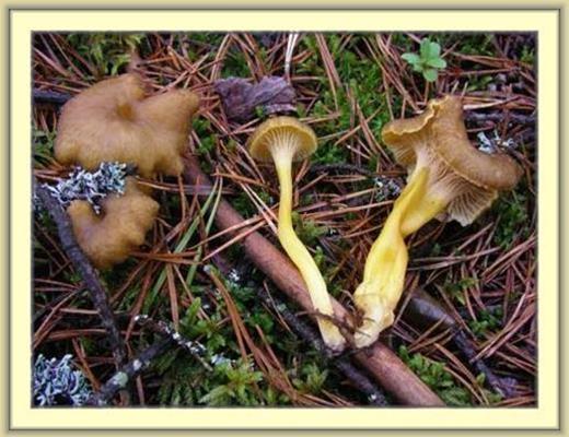 Chanterelle