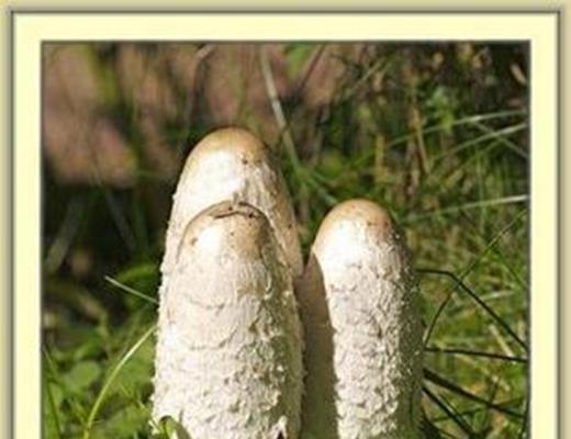 Young Shaggy Ink Cap - not good once open