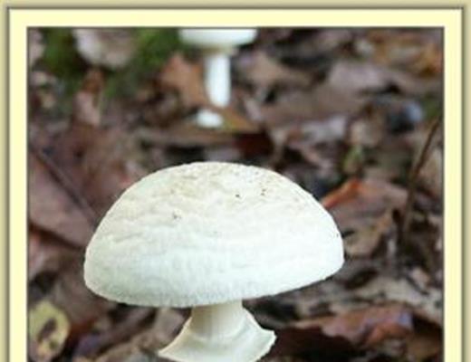 Destroying Angel - Poisonous