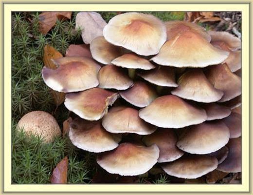 Honey Fungus - Inedible