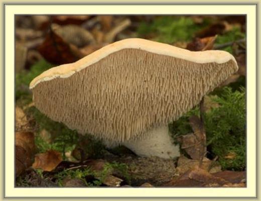 Hedgehog Mushroom