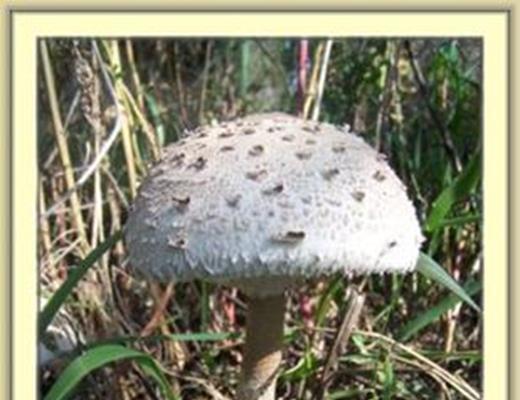 Parasol Mushroom