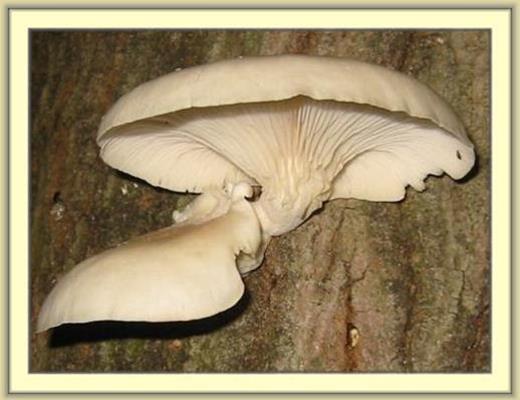 Oyster mushroom